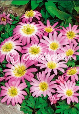 Plukė BLANDA PINK STAR graikiška